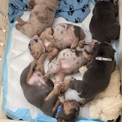 Exotic English Bulldogs Puppy’s
