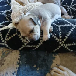 Adorable American Bully Pups