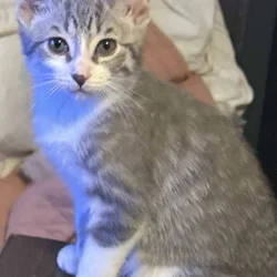 Kittens for sale