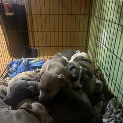 Pit Bull Puppies need loving home