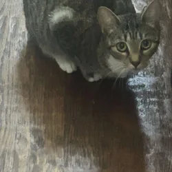 🩷 Sweet Cat “Willow” Needs Loving Home ASAP!