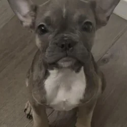Frenchie Puppies