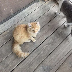 Short and long hair cats