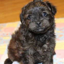 Pomapoo puppies