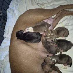 Pitbull Terrier Puppies