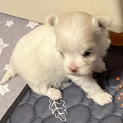 Maltese puppies