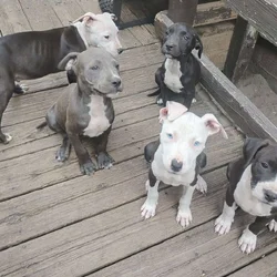 American Bully Pitbulls