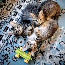 Free Kittens