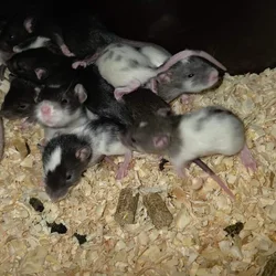 Baby Rats for sale