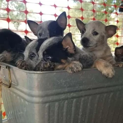 Blue Heeler Puppies