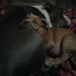 Rehoming Rosey