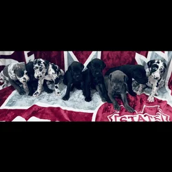 Great Dane puppies