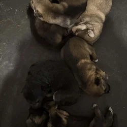 German Shepherd Puppies