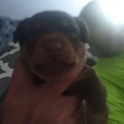 BEAUTIFUL MINUTER PINCHER PUPPYS