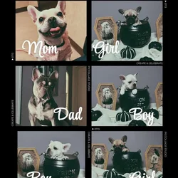French bulldog puppies