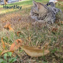 Hauntley