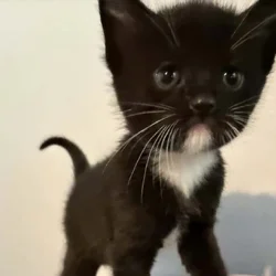 Kittens FOR FREE