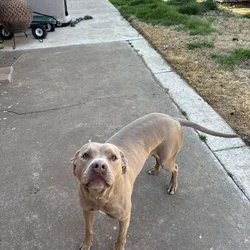 Needs a loving home