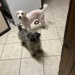 Female yorkiepoo and a male minature poodle