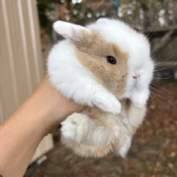 Holland Lop bunnies