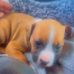 Rottweiler Blue nose pittbull