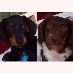 Dashund puppies
