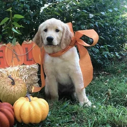 Akc female golden retriever puppy