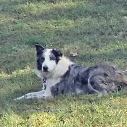 Australian Shepherd