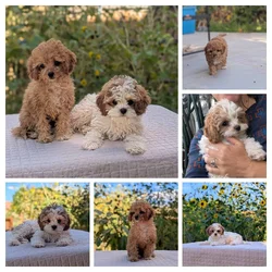 Small doodle mix puppies for sale