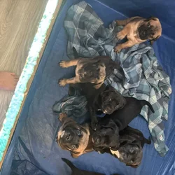 Cane Corso Puppies