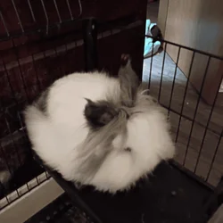 Lion head rabbits