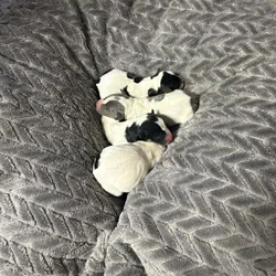 Rat terrier pups