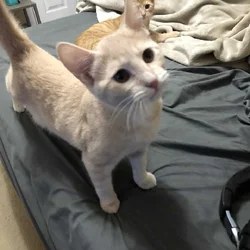 Free kittens-4-5 months old.