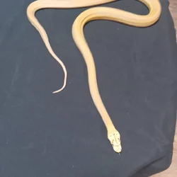 Platinum Carmel albino motley child