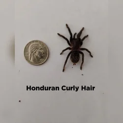 Tarantula slings for sale 🕷️