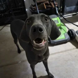 Female Blue Weimaraner
