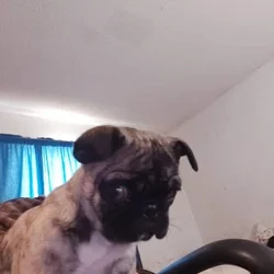Pug Brindle female puppy