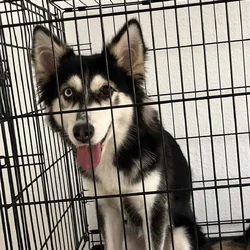 Rehoming Husky