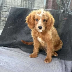 Cavapoo