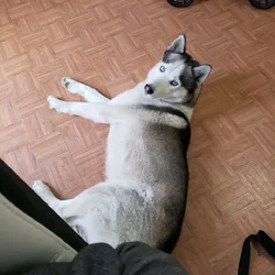Beautiful Malamute Needs New Home
