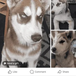3 months old Siberian huskies