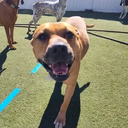 Sweet Dog for adoption