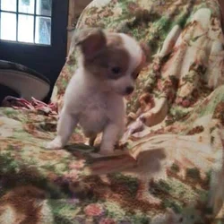 Longhaired Male Chihuahua Puppy