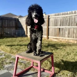 Moyen Standard Poodles