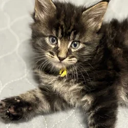 Maine Coon Kittens