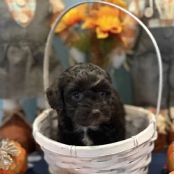 Golden Doodle/Shih Tzu Mix