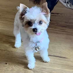 Parti Yorkie pups AKC and APR registered