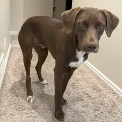 German Short-Haired Pointer