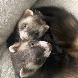 Ferrets for sale