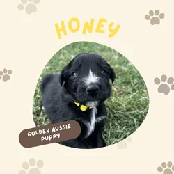 Golden Aussie (yellow)
